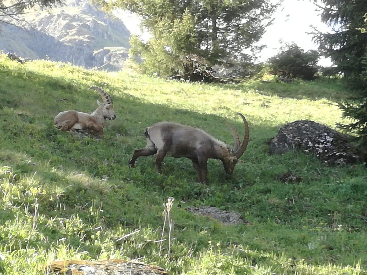 Le Cocon Du Catogne Proche Martigny Verbier - Netflix - Valettes ภายนอก รูปภาพ